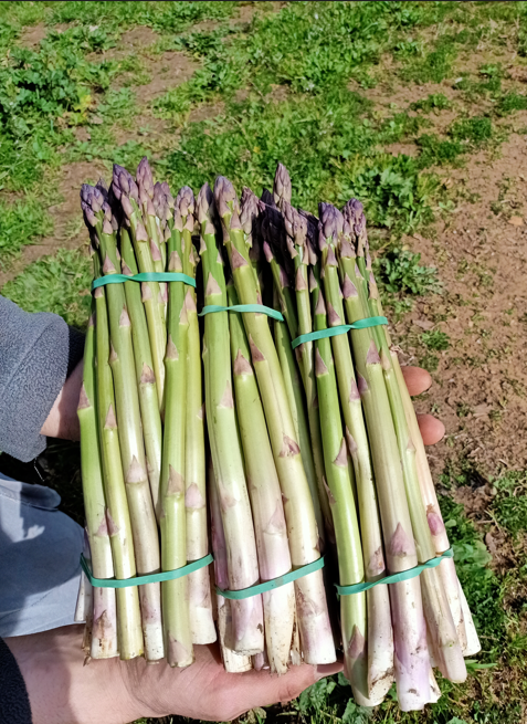 Asparagi